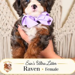 Raven - Tri-color female Bernedoodle puppy in Norcross, Georgia from Teddy Puppies