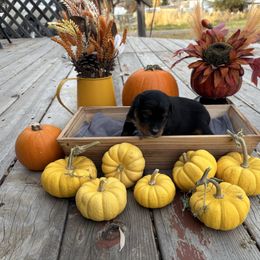 Puppy 2 - Black tri male Miniature Australian Shepherd puppy in Prairie City, Oregon from Mini Aussies