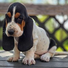 Violet - Black white and brown female Basset Hound puppy in Denison, Texas from Emma Lou's Baby Bassets