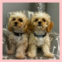 Cavachon Puppies from Designer Mountain Mutts