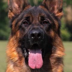 Jango - German Shepherd