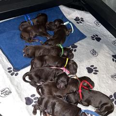 Boykin Spaniel and Goldendoodle Puppies from Double Shot Boykins