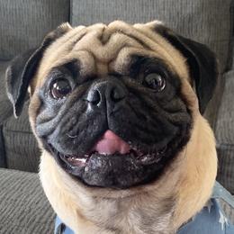 Gus - Pug