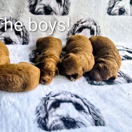 Timber - Red  male Goldendoodle puppy in Red Oak, Iowa from Fisher Pups-Stay Golden with a Doodle