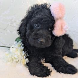 Purple Girl - Black female Goldendoodle puppy in Rockledge, Florida from Stormie's Doodles
