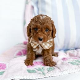 Anthony - tan collar boy - Apricot male Cavapoo puppy in Melbourne, Florida from Space Coast Doodle Co.