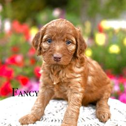 Girl 2 - female Irish Doodle puppy in Tucson, Arizona from Sun Valley Goldendoodles