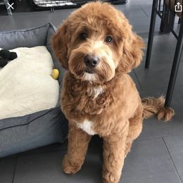 Australian Labradoodle and Labradoodle Puppies from Doodles_Ko