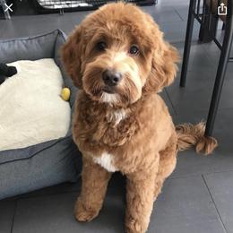 Australian Labradoodle and Labradoodle Puppies from Doodles_Ko