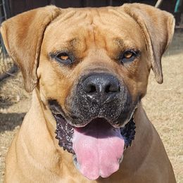 Boerboels from Biohacked Boerboels LLC