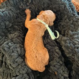 Teal Girl - Red  female Goldendoodle puppy in Covington, Louisiana from MyKy Puppies