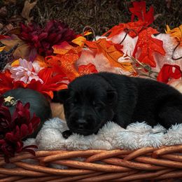 Jigsaw (Red Collar) - Black male German Shepherd puppy in Chattanooga, Tennessee from Lucianhaus
