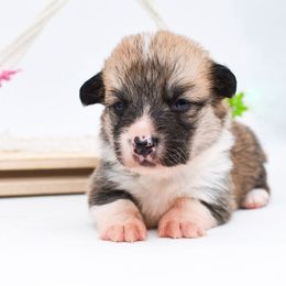 Bucky - Sable male Pembroke Welsh Corgi puppy in San Antonio, Texas from Moxxi's Legacy Corgis