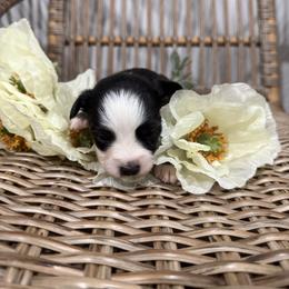 Chic - Black tri female Toy Australian Shepherd puppy in Puryear, Tennessee from A&W Toy Aussies