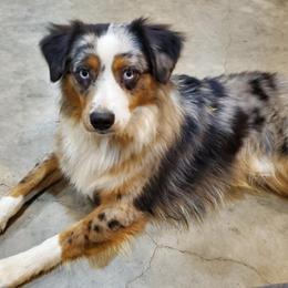 Miniature Australian Shepherd All Grown Up from Shady D Aussies