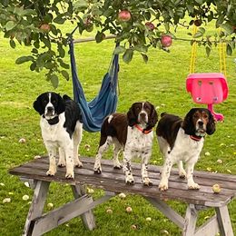 English Springer Spaniels from Wednesday’s Dogs