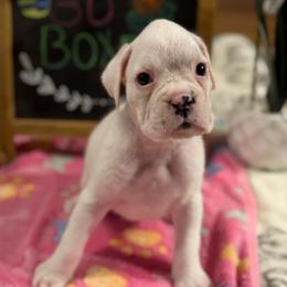 Marshmallow - White female Boxer puppy in Catawba, South Carolina from Happy Go Boxers