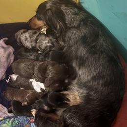 Dachshund puppies from Leah’s Suncoast Doxies