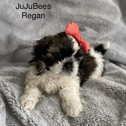 Girl 1 - Silver gold and white Shih Tzu puppy in Blackwood, New Jersey from Ju Ju Bee Shih Tzus