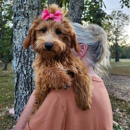 Strawberry - Red  Goldendoodle puppy in Fordland, Missouri from K&K's Puppy Kingdom