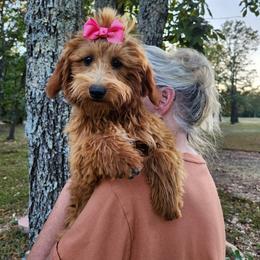 Strawberry - Red  Goldendoodle puppy in Fordland, Missouri from K&K's Puppy Kingdom