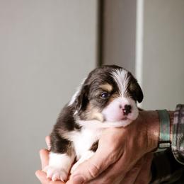 Benjamin - Black and tan male Pembroke Welsh Corgi puppy in South Otselic, New York from Ridge Top Corgis