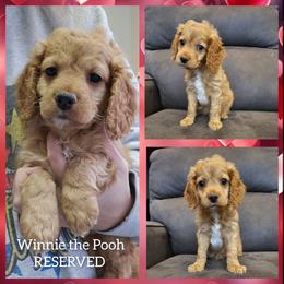 Winnie the Pooh - Red male Cockapoo puppy in Zanesville, Ohio from Oodles of Doodles & Poos