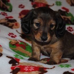 Dachshund Puppies from Stonevalley Dachshunds