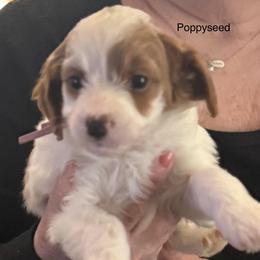 Poppy Seed - Parti female Goldendoodle puppy in Danville, Virginia from Stella’s Stunning Goldendoodles of VA
