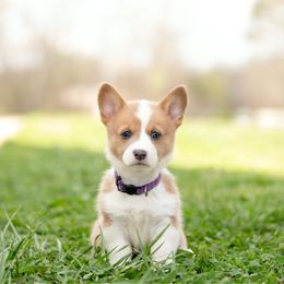 Purple Collar- Arizona - Fawn female Pembroke Welsh Corgi puppy in Waverly Hall, Georgia from 6g Ranch Corgis