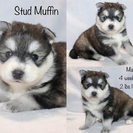 Stud Muffin - Black and white male Pomsky puppy in Denham Springs, Louisiana from Bayouland Pomskies