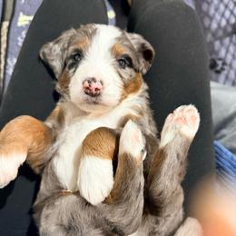 David - Merle male Bernedoodle puppy in Temperance, Michigan from Michigans Bernedoodle’s