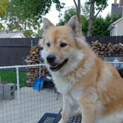 Peggi Sue - Eurasier