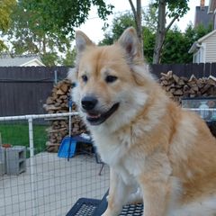 Peggi Sue - Eurasier