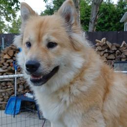 Peggi Sue - Eurasier