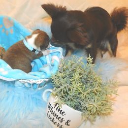 Chihuahua Puppies from Fine Whines & Lickers
