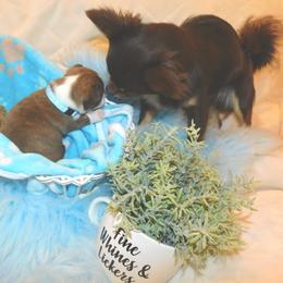 Chihuahua Puppies from Fine Whines & Lickers