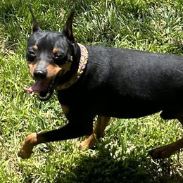 Bash - Miniature Pinscher