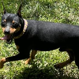 Bash - Miniature Pinscher