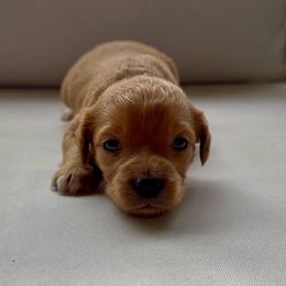 Girl 3 - Red  female Goldendoodle puppy in Meridian, Mississippi from Magnolia Poodles and Doodles