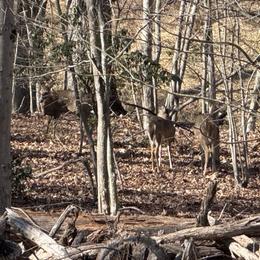 German Shepherd Puppies from Golden Ridge