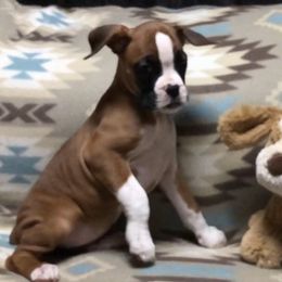 Girl 3 - Boxer puppy in Canterbury, Connecticut from Franklin’s Boxers