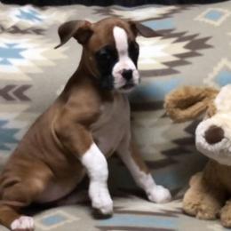 Girl 3 - Boxer puppy in Canterbury, Connecticut from Franklin’s Boxers