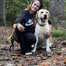 Wesson - Labrador Retriever