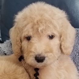 Labradoodle Puppies from Lovey Labradoodles