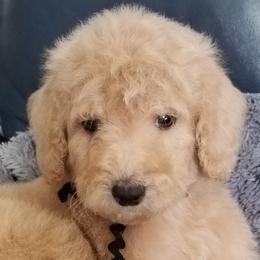 Labradoodle Puppies from Lovey Labradoodles