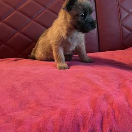 Cairn Terrier Puppies from Shining Waters Farm