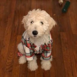 Bernedoodle and Goldendoodle Puppies from Dawg'on Doodles