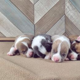 German Shepherd and Pembroke Welsh Corgi Puppies from J&R Shepherds & Corgis