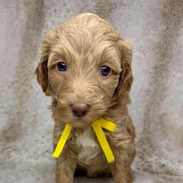 Bliss - Caramel red female Australian Labradoodle puppy in Upland, California from Kings Labradoodles